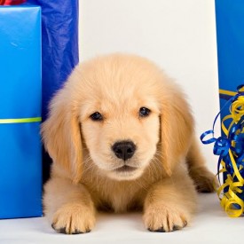 Gift ideas for pets and pet owners