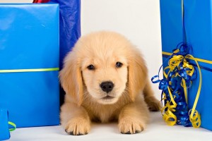 Gift ideas for pets and pet owners
