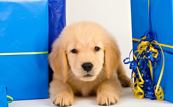 Pet Gift Basket Ideas For Dogs