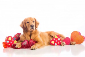 Pet Related Gifts Collectibles: Cute collectible gifts that pet lovers will love!
