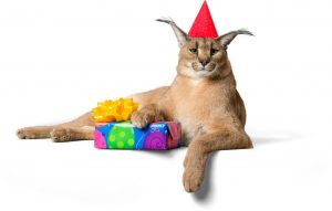 Home Family Pet Gift Ideas - Gift Ideas that your pet will love!